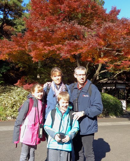maple tree