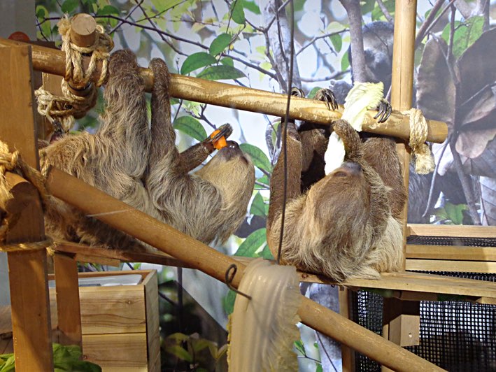 Sloth & Jen