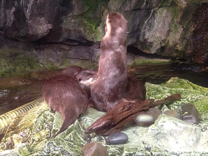 James Jen Otters