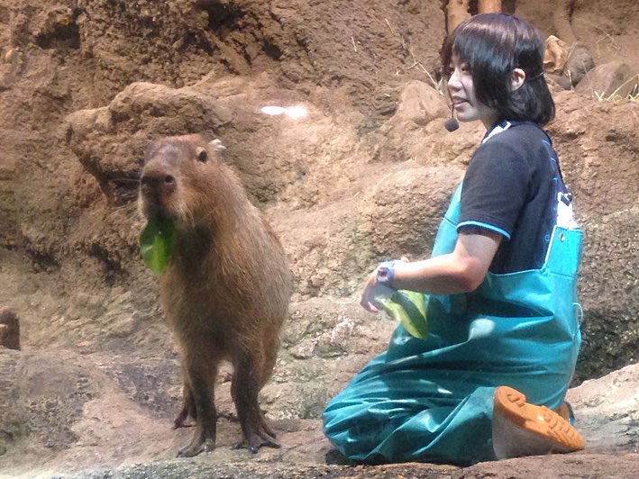Trainer Capybara
