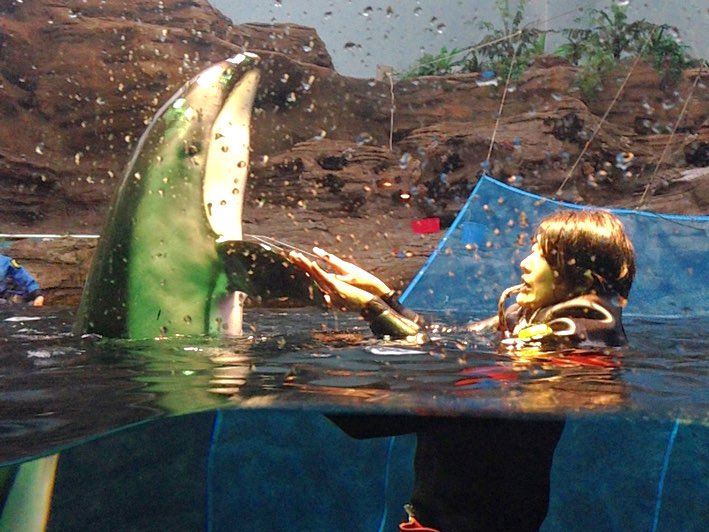 Trainer and Dolphin