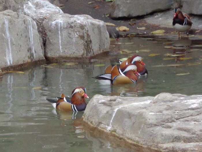 ducks