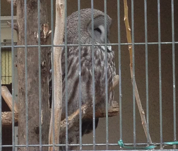 Owl