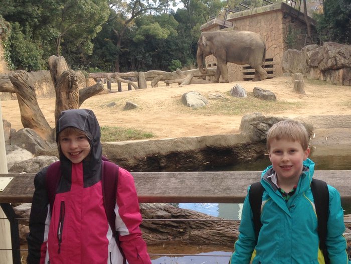 JJ Asian elephant
