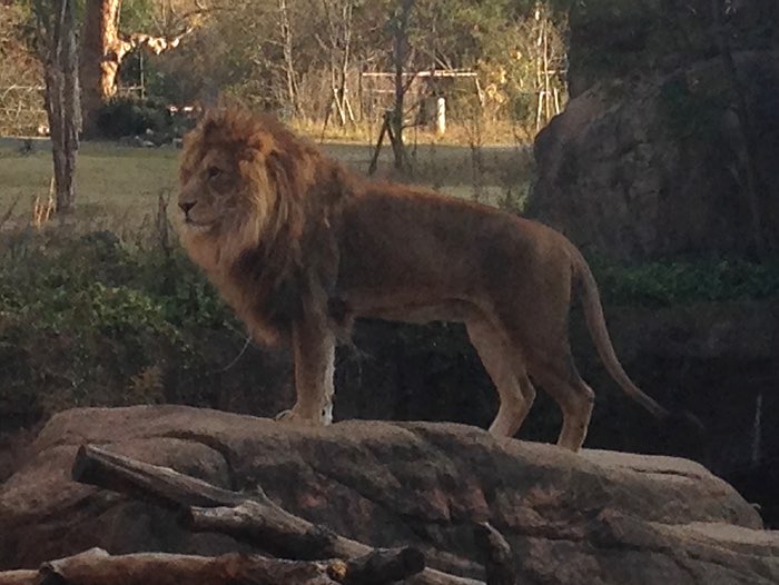 Lion