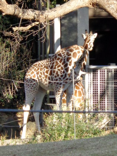 Giraffe