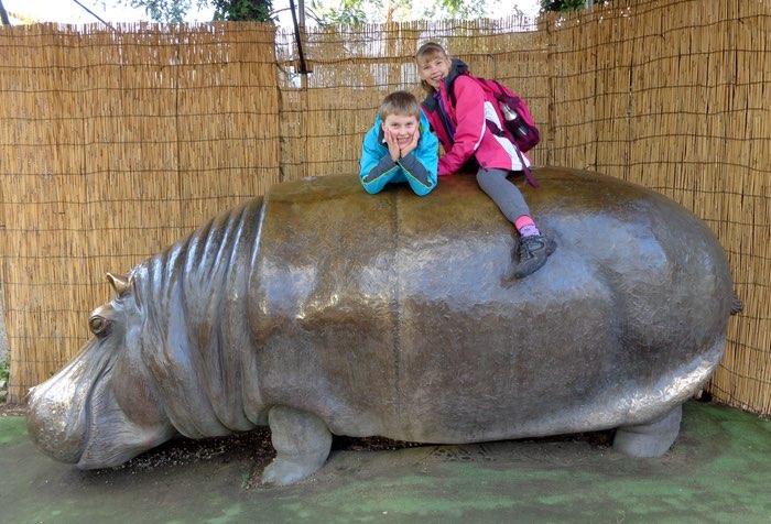 Hippopotamus