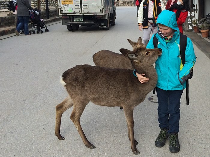 deer photo